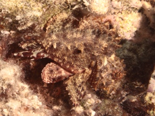 Parascorpanea aurita